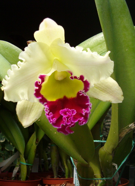 orchidea-2.jpg
